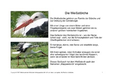 Fehlerlesen-Weißstorch-Lesetext-1.pdf